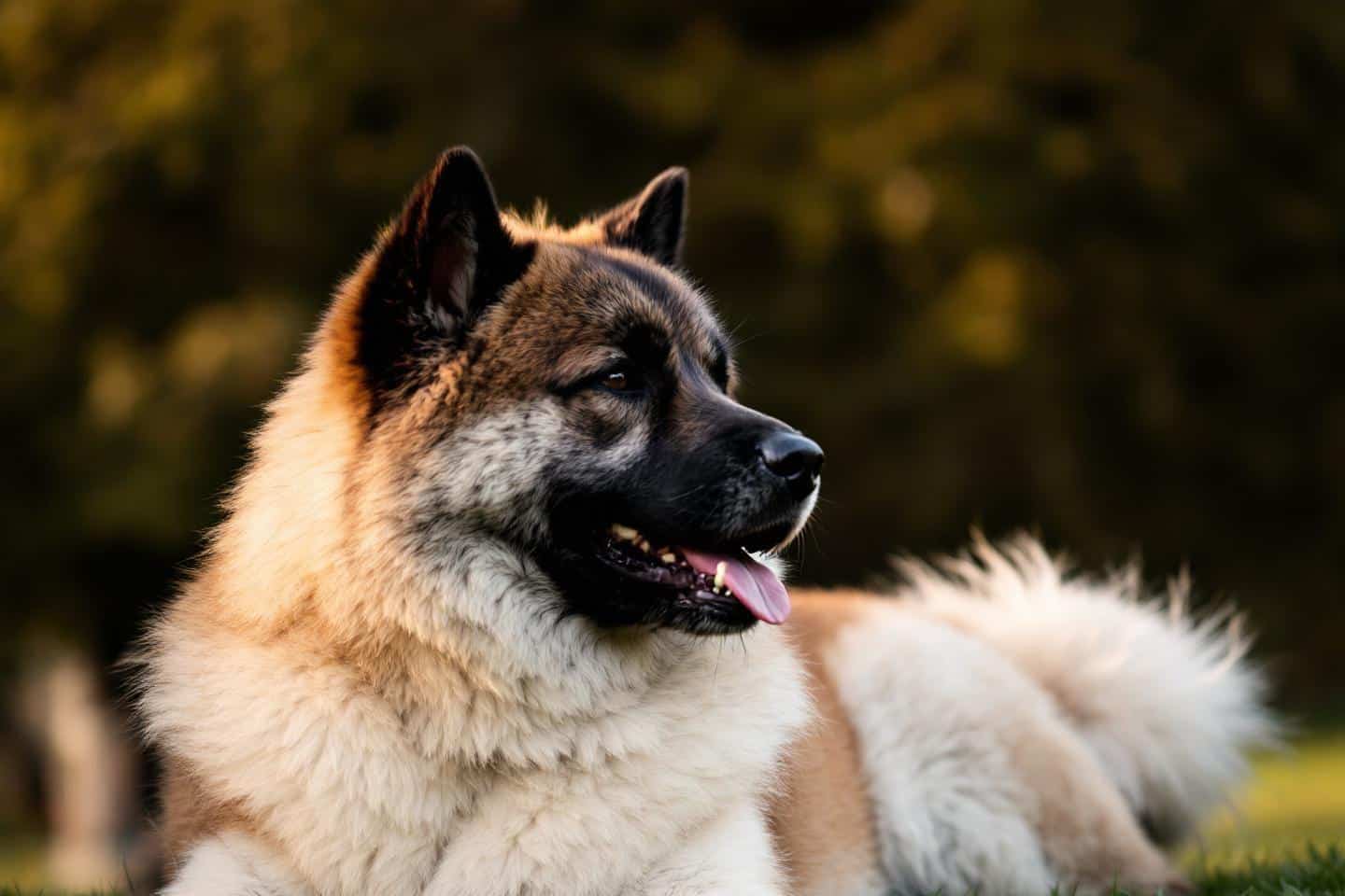 "Il n'a aucune envie de plaire" : cette race de chien est la plus difficile à dresser selon cet expert canin